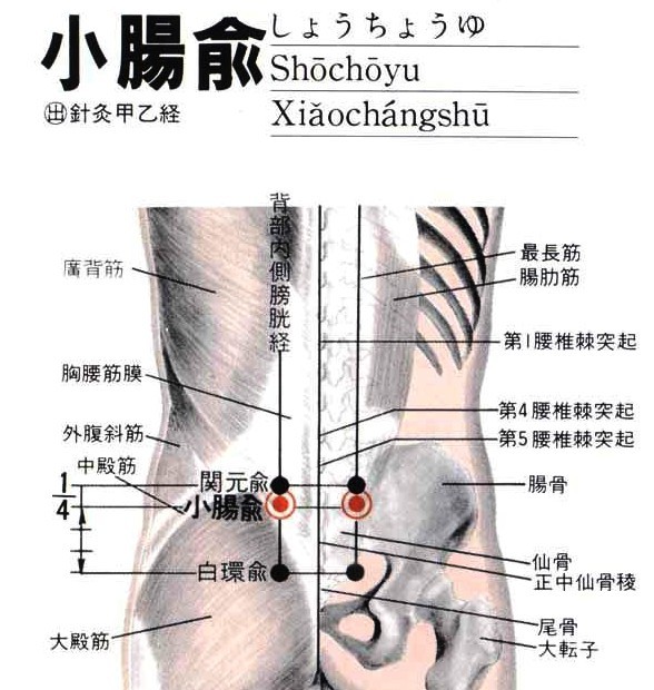 小肠俞穴位位置图 小肠俞穴的功效作用丨一点就通，点穴治病、针灸治病、按摩治病、1d9t.cn