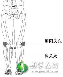 膝阳关穴位位置图